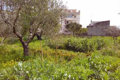 Bitonto, il giardino della Mandragora: �Qui salviamo le piante curative�